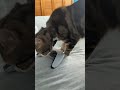 cat bonks the camera