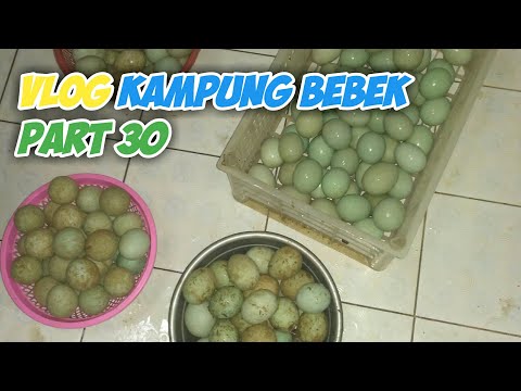 Proses Pencucian Telur Bebek || Vlog Kampung Bebek