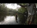 Bass on a Cicada Lure