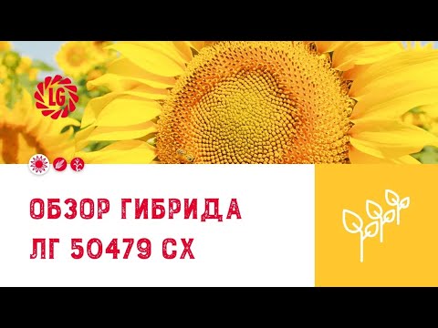 Презентация гибрида подсолнечника