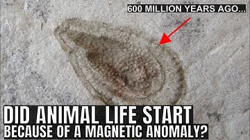 The 600 Million Year Old Magnetic Anomaly That Triggered Complex Life Evolution