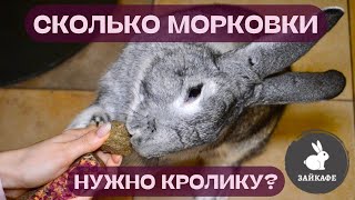 Сколько моркови давать кролику? Кормление декоративного кролика | Правильное питание для кролика