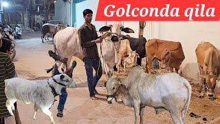Saste bade janwar in Golconda qila baquari function hall | desi ongole & deoni bull's available Hyd