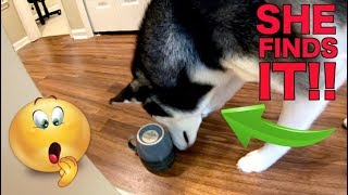 How Smart Are Siberian Huskies?