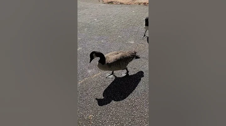 #goose #geese #feeding #fighting #lake #park #peachtreecity #shorts