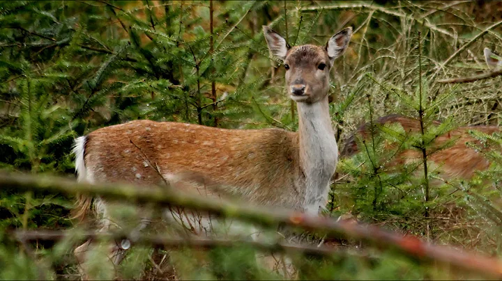 Film : Wild boar in Gloucestershire with Alex sally HD Roe deer, wild boar,  Coleford