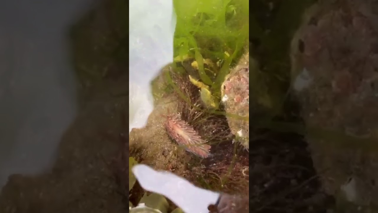 The fluffiest Nudibranch you ever did see!