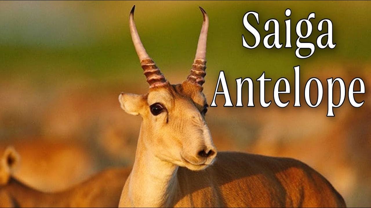 Saiga Antelope Top interesting facts Amazing Facts. Animal Facts