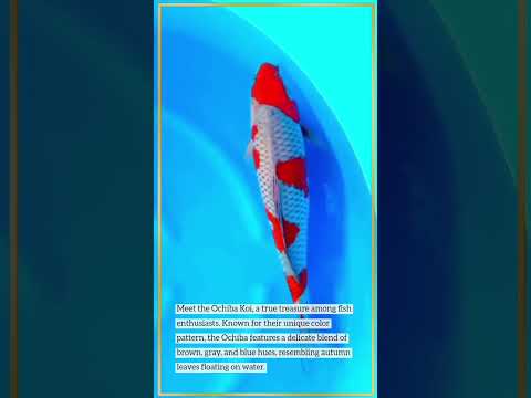 Rare Ochiba Koi: Discover Nature's Most Amazing Beauty