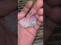 なんかちっちゃくてトゲトゲしたやつ