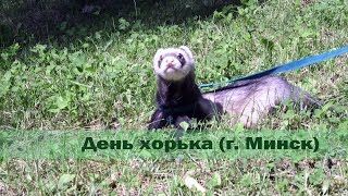 День хорька День хорька