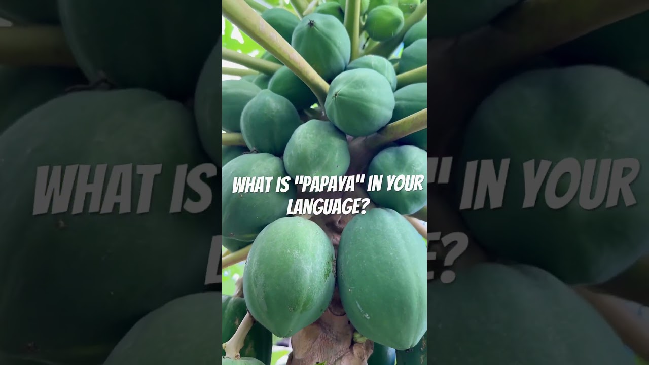 🔴What is PAPAYA in your language? Write in the comment section😉 and mention the language🍒🍊🍍🍈🍉