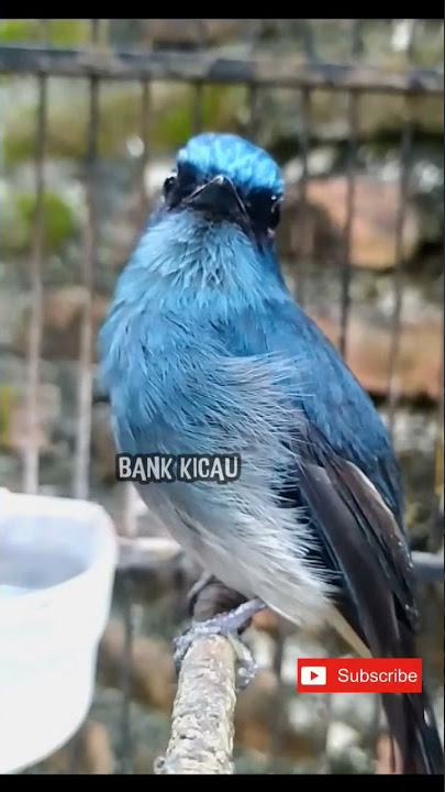 suara burung sitrun #birds #burung #birdsong #suaraburung #selendangbiru #sikatan #tweet #gacor