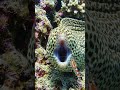 A Giant Moray Eel #fishinglife #scubadiving #divng #oceanadventure #divinglife #fish #adventurelife