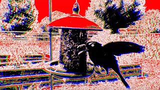 Firkenstein - Since Time Immemorial (with Bird Visuals)
Since Time Immemorial is a chill, instrumental, electronic beat & synth track. I added some fun visuals from the backyard bird feeder. Enjoy!
🎸🎵 Subscribe for more music from Firkenstein: https://www.youtube.com/c/Firkenstein?sub_confirmation=1
https://firkenstein.bandcamp.com
https://www.facebook.com/FirkensteinMusic
https://www.instagram.com/FirkensteinMusic
https://soundcloud.com/firkenstein
https://open.spotify.com/artist/4WFf4tS5t8wkmtDquJhS3Z
https://music.apple.com/us/artist/firkenstein/1600928857
https://music.amazon.in/artists/B09NRXGWP2/firkenstein
#ElectronicMusic #Instrumental #SinceTimeImmemorial Firkenstein - Since Time Immemorial (with Bird Visuals)