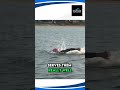 Building confidence for race day by training the full swim distance. #triathlete #triathlon