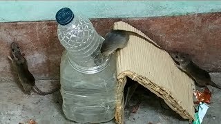 Water Mouse Trap | Top Mouse Trap | Best Water Mice trap | Best Idea Mouse Trap