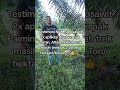Viral agrosawit. wawa 081214444732