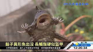 ▼捕抓外來種 達人潛入水道抓異形 八大民生新聞 2021041708