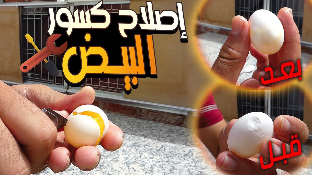 طريقة إصلاح كسور بيض الحمام|شرح عملي
