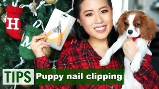 How to: Clip Puppy's Nails | Tips & Tricks | Milton the Cavalier