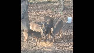 Deer dinnertime! #viral #wildlifehabitat #deer #wildlife #youtuber