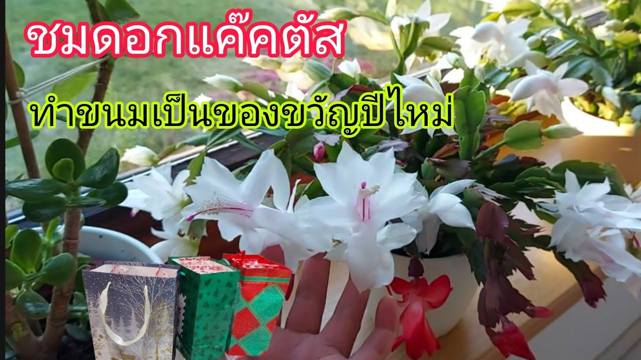 ทำขนมฝากน้องๆเป็นของขวัญปีไหม่ พาชมดอกแคคตัส #แม่บ้านต่างแดน