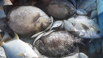 Bí quyết Câu cá dìa khủng (tập 24) cùng nông dân thứ thiệt