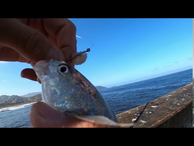 Fishing at Pacifica Pier with Sabiki Rigs! 