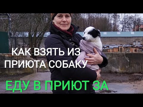 КАК ВЗЯТЬ СОБАКУ ИЗ ПРИЮТА.///ЗА ЩЕНКОМ В ПРИЮТ)))