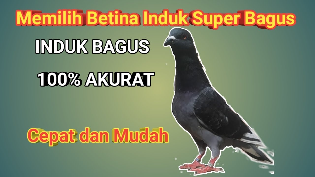 Merpati Betina Super Bagus