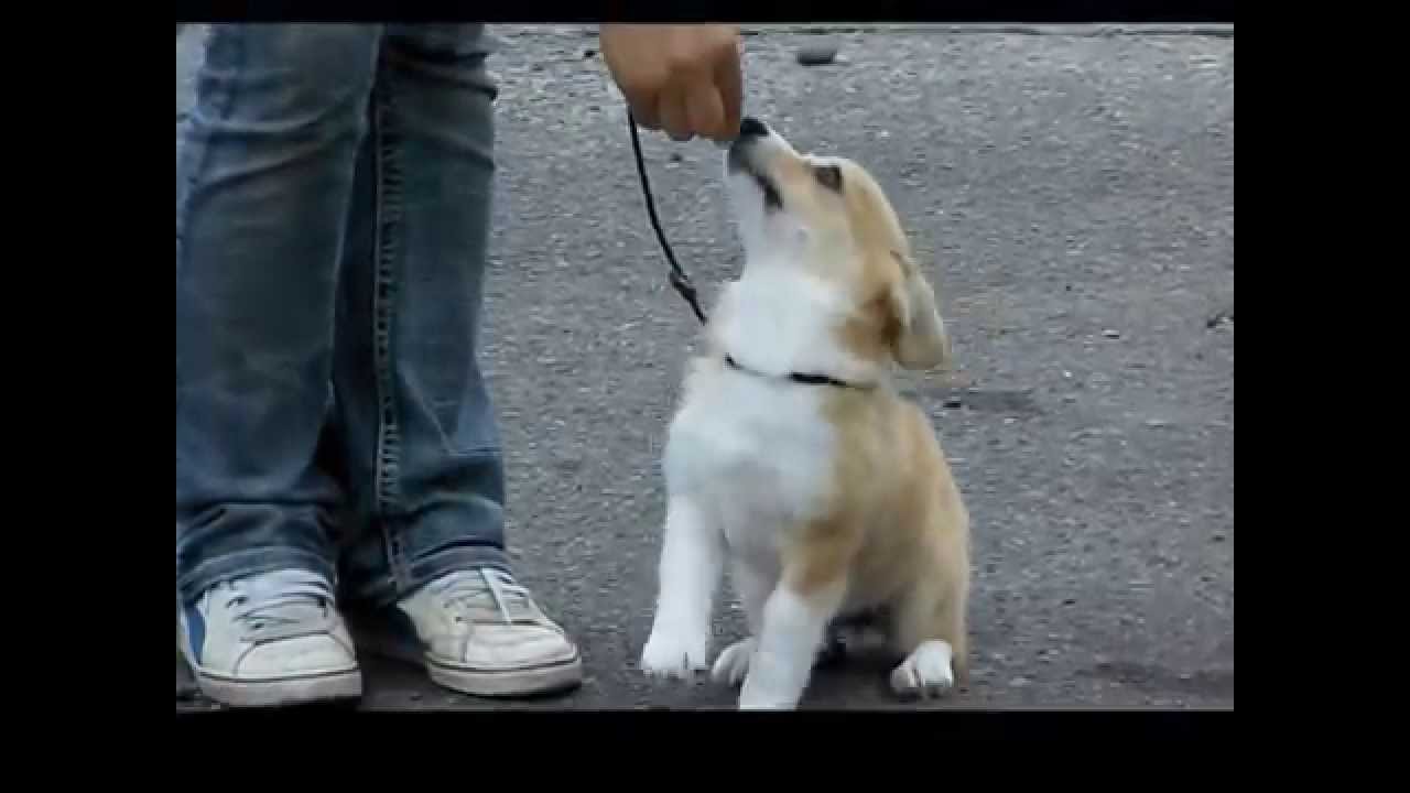 ウェルシュ コーギー ペンブローク の特徴 性質 飼った場合の費用 動画をチェック 犬選びどっとこむ ウェルシュ コーギー ペンブローク の特徴 性質 飼った場合の費用 動画をチェック 犬選びどっとこむ