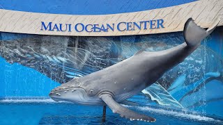 Maui Ocean Center Aquarium Hawaii