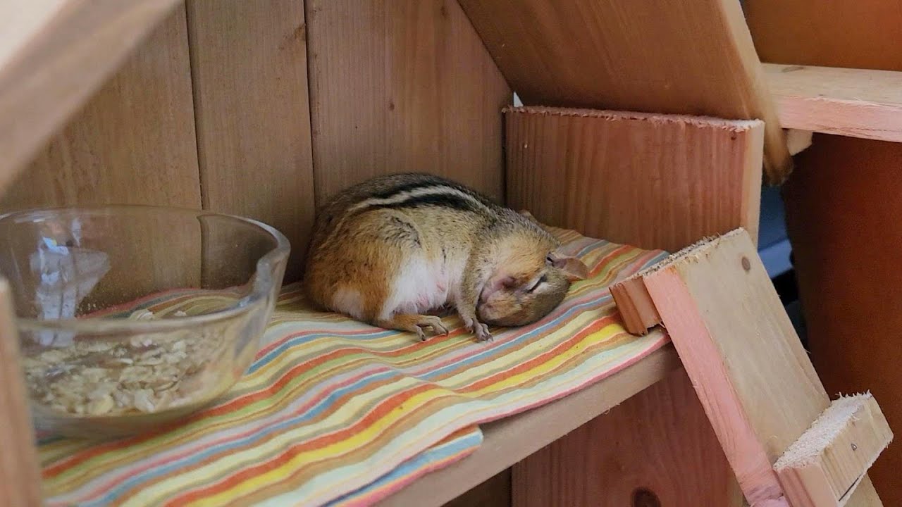 사다리를 만들어 줬더니 2층에서 낮잠자는 다람쥐 쳐키 When I Make A Ladder Chipmunk Chucky Naps On The 2nd Floor