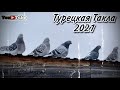 Турецкая Такла Виктора Горшенева (г.Самара )