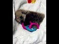 Abandoned baby sea otter happily plays with her toys under Caretakers’ love.#otter #love #animals