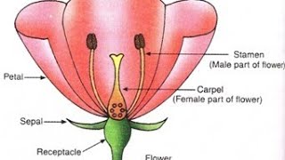 LIFE SCIENCE is live class 12 biology chapter 1 # sexual reproduction in flowering plants #@lifescie