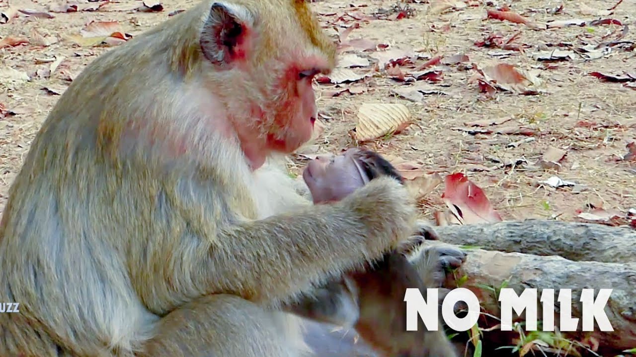 Weaning Brandi? Why mum Brigate early weaning baby monkey Brandi like this? Brandi deserve more milk