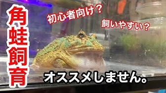 カエル飼育 Youtube
