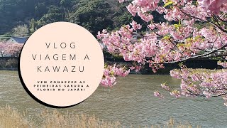 Sakura em Fevereiro? Sim, em Kawazu! (Izu) Dicas para alojamento, comida, tours e muito mais!