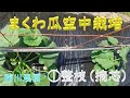 まくわ瓜の空中栽培 　整枝①摘芯　目指せ100品目　邑南町　駒川農園　21.6.12