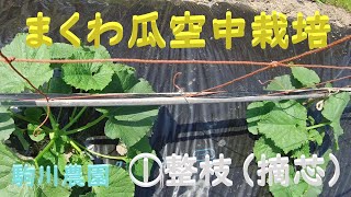 まくわ瓜の空中栽培 　整枝①摘芯　目指せ100品目　邑南町　駒川農園　21.6.12