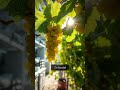 The Hidden Origins of Zinfandel Revealed! History California California History California Hidden