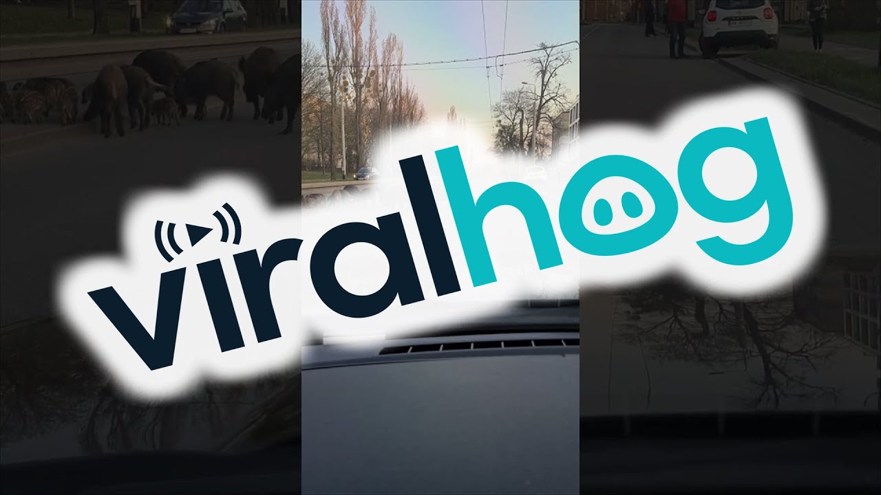 Wild Boars Stop Traffic in Poland || ViralHog