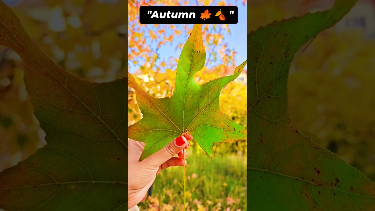 Autumn 🍁 ||October ||Budapest ||Europe 