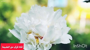 قرآن كريم إدخُلوها بسلامٍ أمِنين صوت رآئع