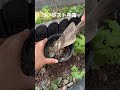 アマガエルの餌場をアップデートしました🐸🔨