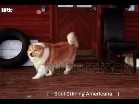 BUDWEISER SUPER BOWL DOG COMMERCIAL 2021 (But with $0 Budget)
