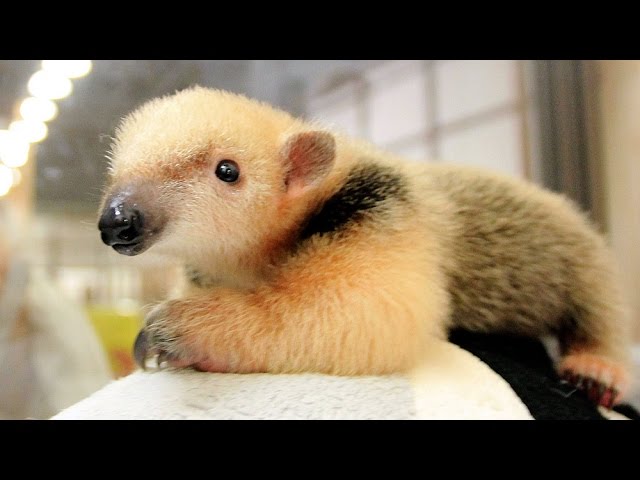 ミナミコアリクイの赤ちゃんを一般公開 神戸どうぶつ王国 Youtube