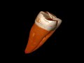 Animation of the tooth that shows modern humans reached Bulgaria at least 45,000 years ago